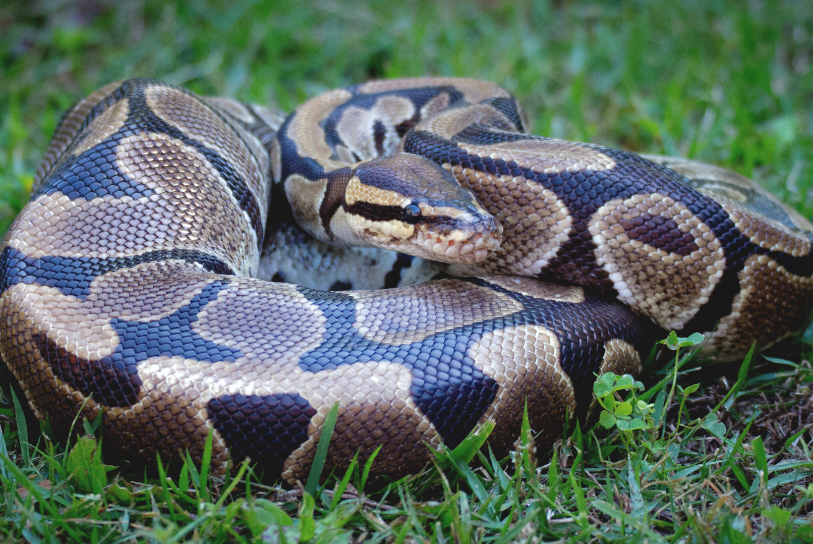 ボールパイソン