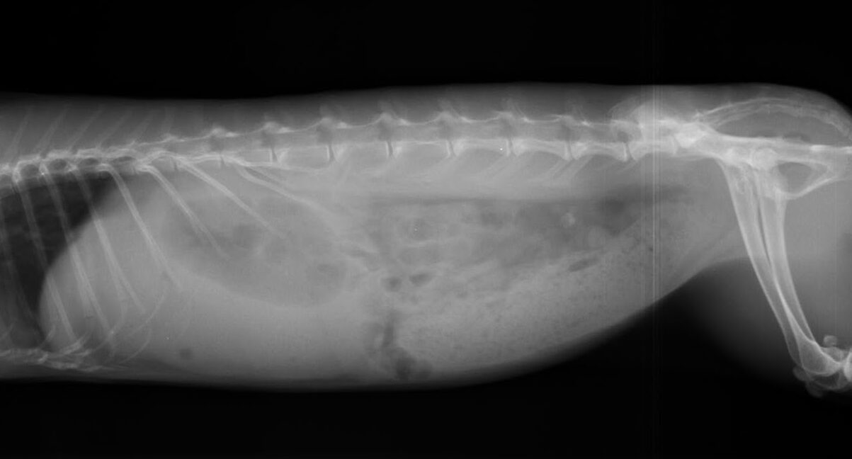 レントゲン写真①