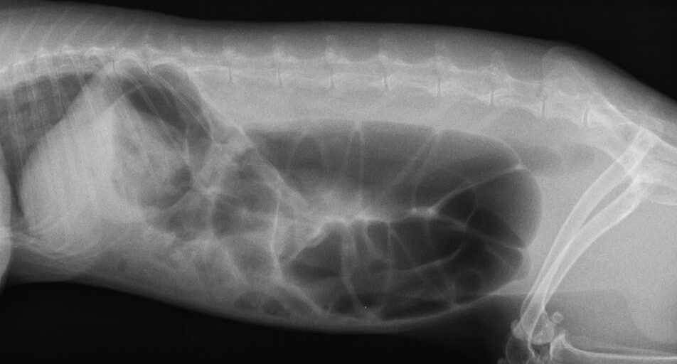 レントゲン写真②